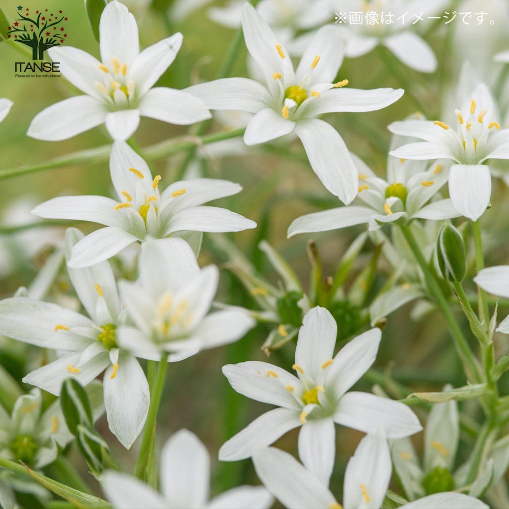 オーニソガラム・バランサエ 【花苗 3号ポット 球根芽出し苗