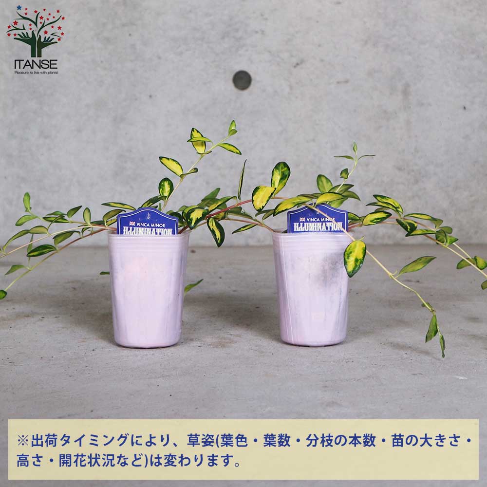 ビンカミノール・イルミネーション(ヒメツルニチニチソウ)【花苗2.5号