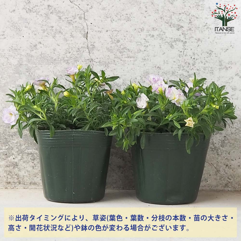 カリブラコア セブンティーン【花苗 3.5号】｜ 【植物のITANSE