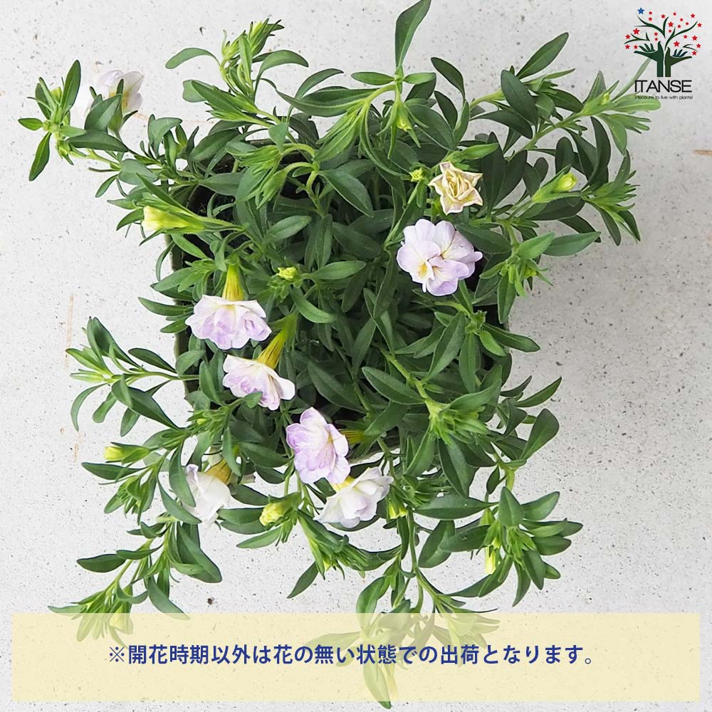 カリブラコア セブンティーン【花苗 3.5号】｜ 【植物のITANSE