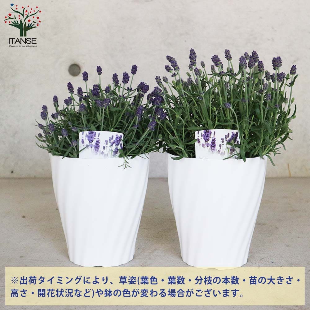 ラベンダー・アロマティコ ブルー【ハーブの苗 5号鉢】｜ 【植物の