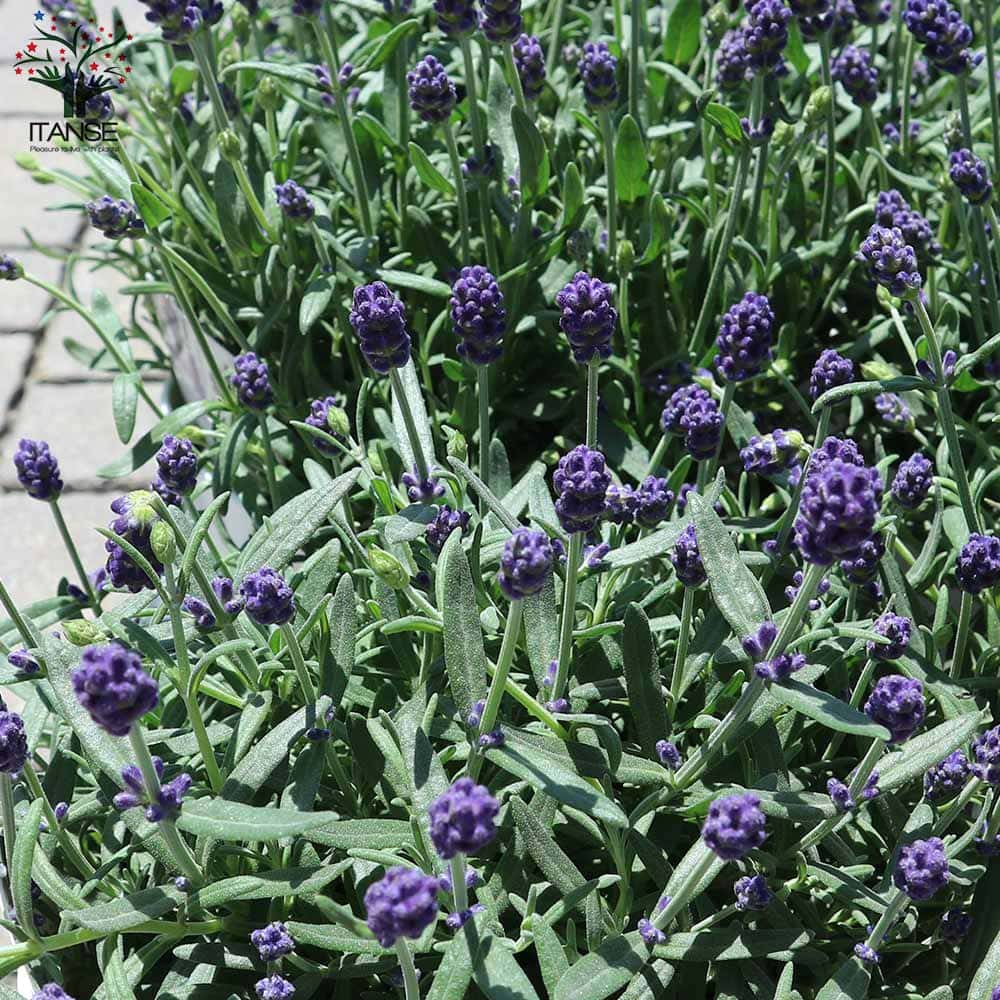 ラベンダー・アロマティコ ブルー【ハーブの苗 5号鉢】｜ 【植物の