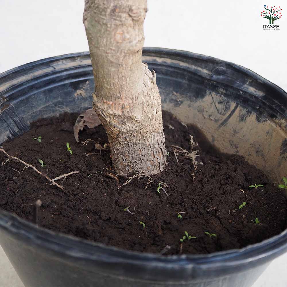 マロニエ 【花木苗 8号ポット／1個売り】｜ 【植物のITANSE