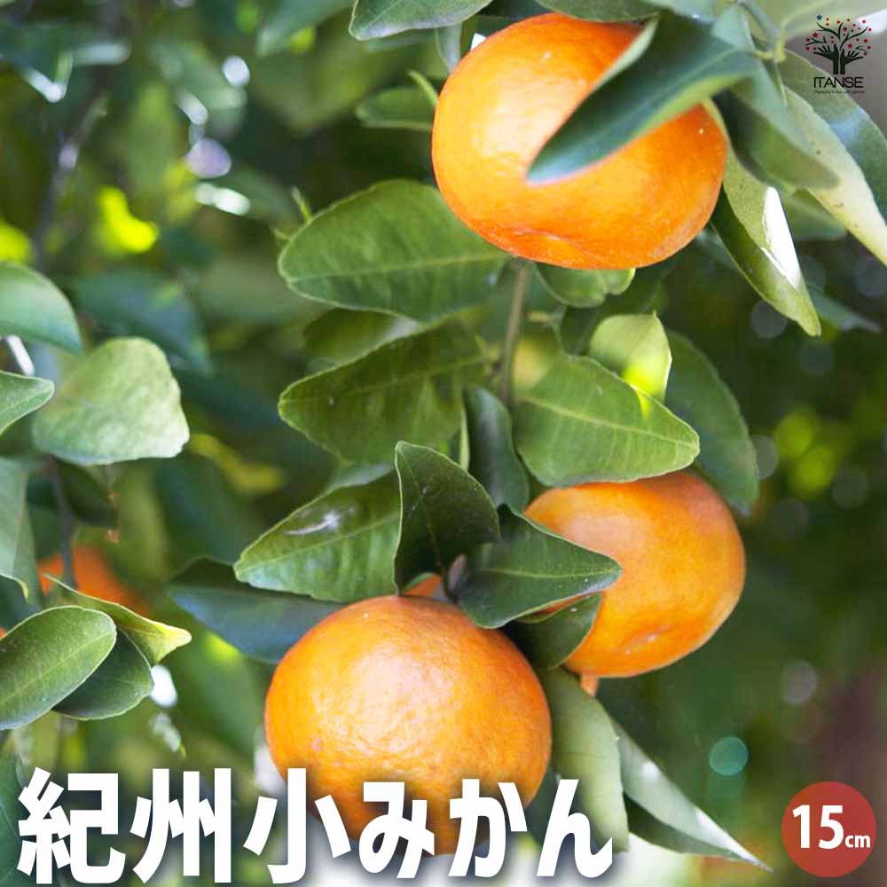 みかん 紀州小みかん 【果樹の苗木 15cmポット/1個売り】