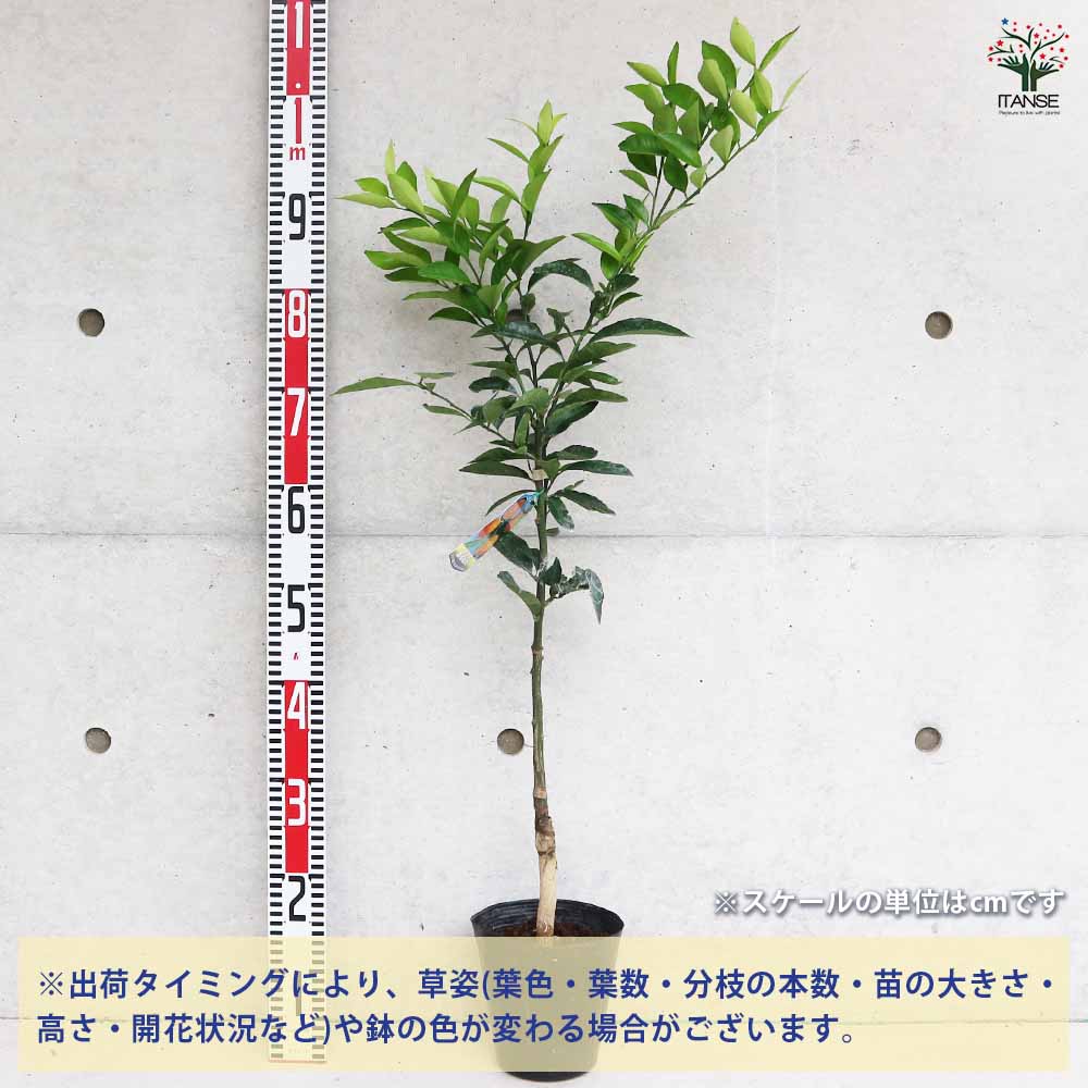 みかん 紀州小みかん 【果樹の苗木 15cmポット/1個売り】