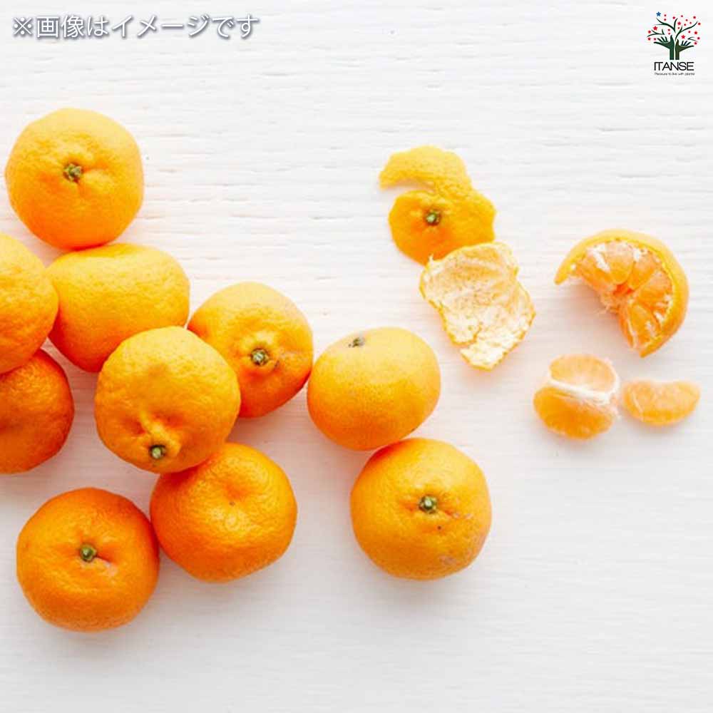 みかん 紀州小みかん 【果樹の苗木 15cmポット/1個売り】