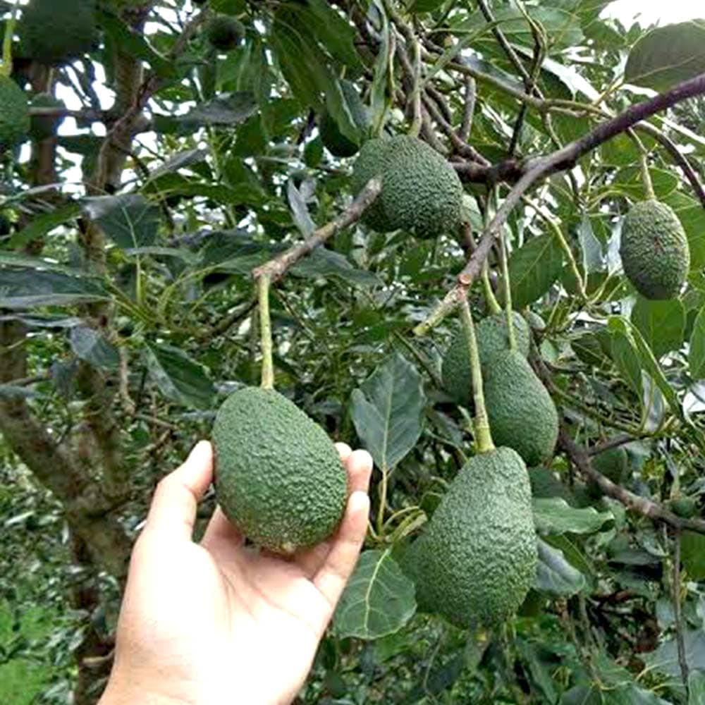 エンジェルページ アボカド苗木 大株 果樹 鉢ごと発送 アボカド苗木 大株 果樹 鉢ごと発送