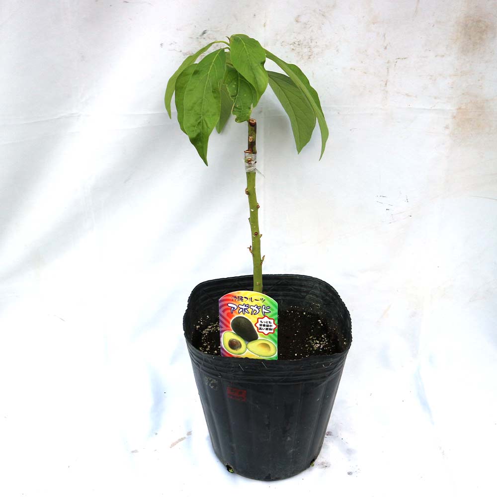 アボカドの苗木 ハス種【果樹苗／18cmポット接木苗／1個】｜ 【植物の