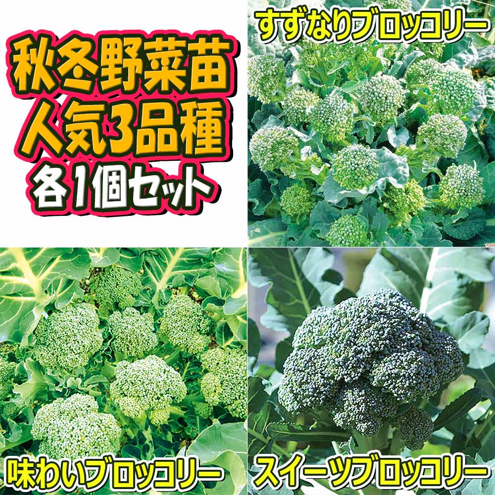 人気の秋冬野菜苗3品種セット セット品種：すずなりブロッコリー・味わいブロッコリー・スイーツブロッコリー【野菜苗 9cmポット自根苗 各1個/合計3個】