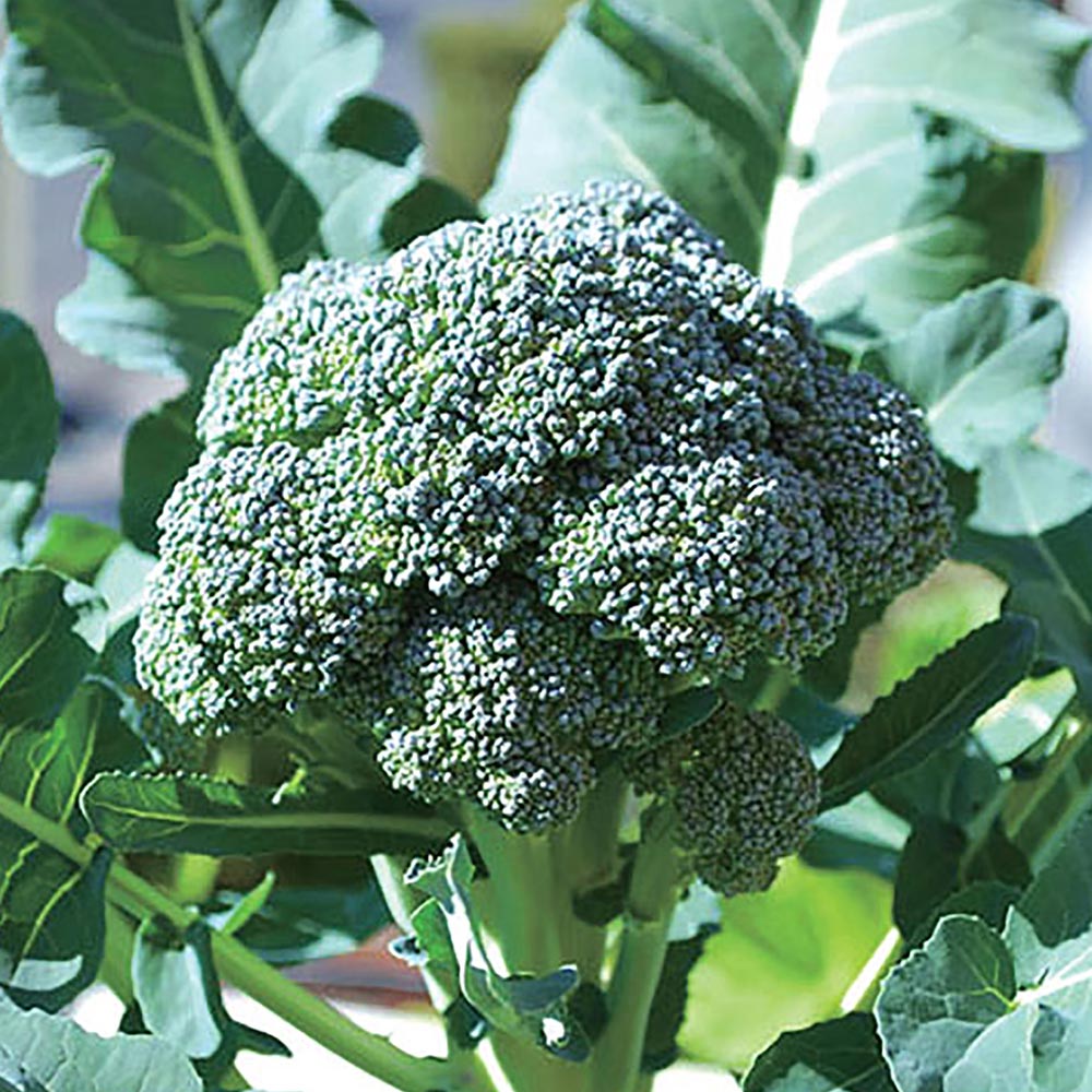 人気の秋冬野菜苗3品種セット セット品種：すずなりブロッコリー・味わいブロッコリー・スイーツブロッコリー【野菜苗 9cmポット自根苗 各1個/合計3個】