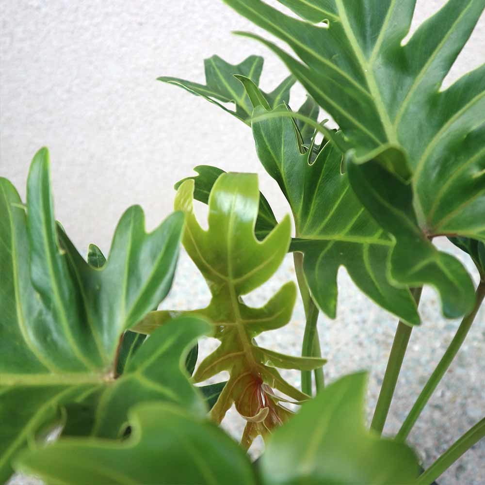 クッカバラ プラスチック鉢【大型 観葉植物 7号鉢／1個】｜ 【植物の