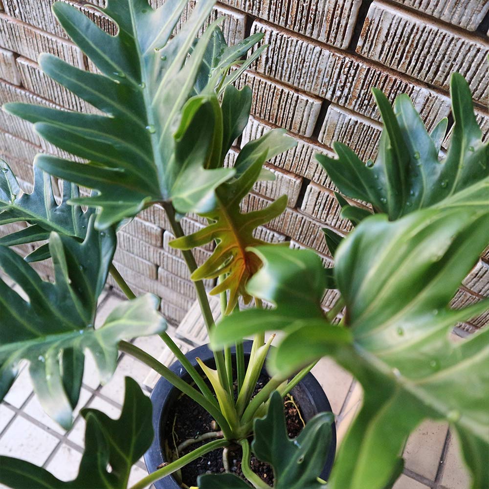 観葉植物 クッカバラ 70cm 61OF7fGEiNL._AC_UF894,