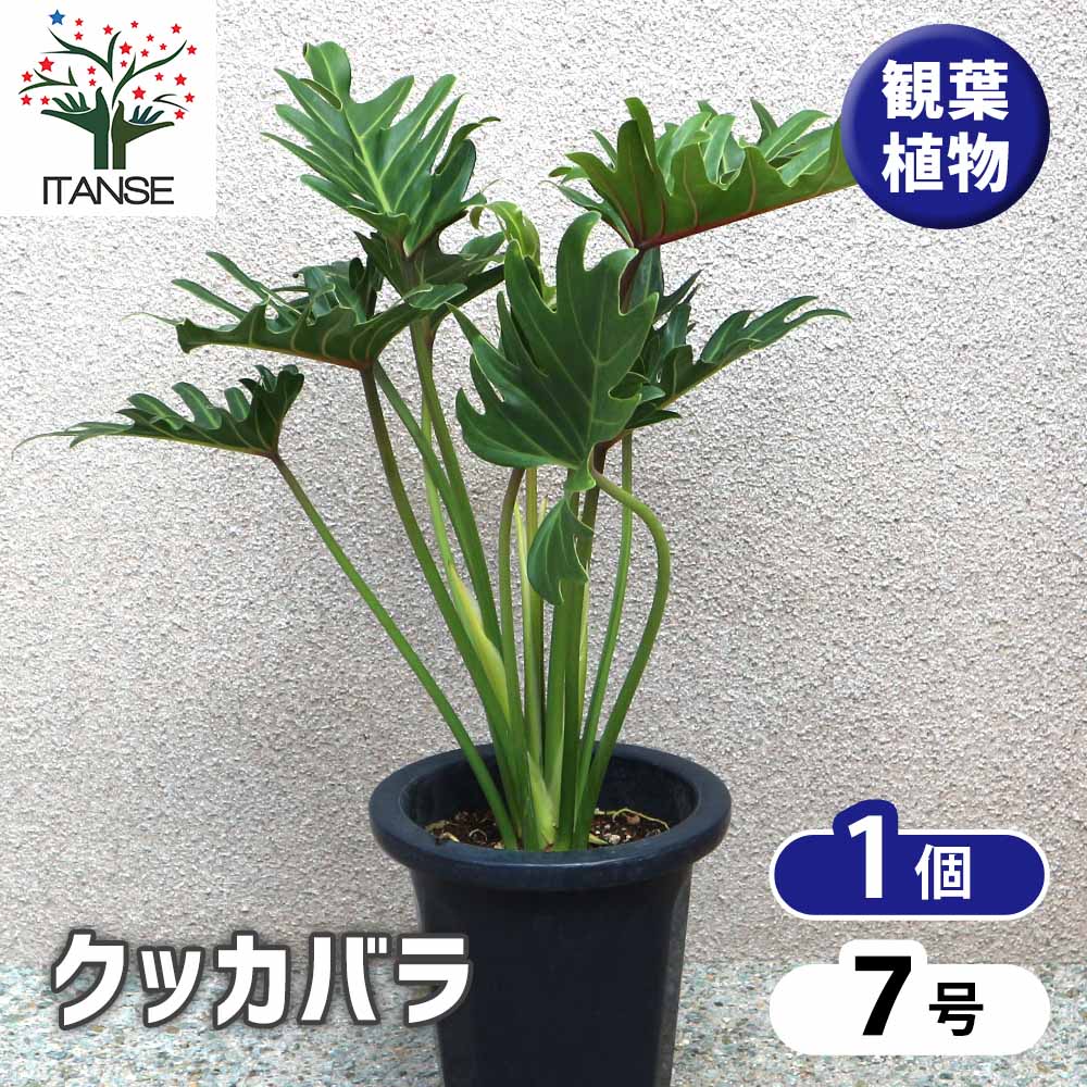 クッカバラ プラスチック鉢【大型 観葉植物 7号鉢／1個】｜ 【植物の