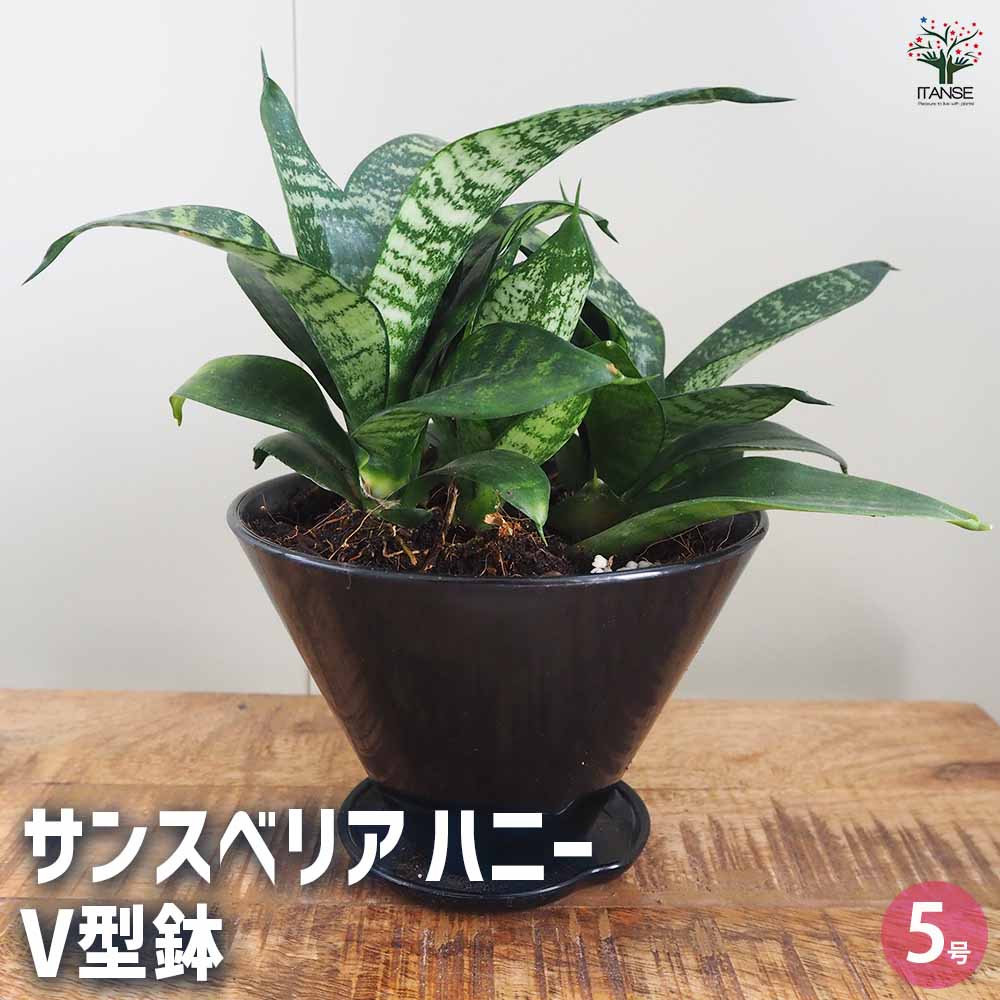 サンスベリア ハニー V型鉢 【観葉植物 5号】