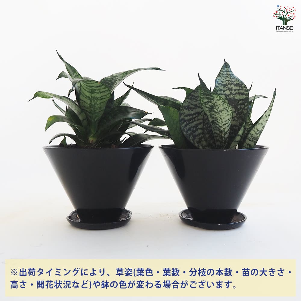 ハニーベリー苗木　鉢ごと発送 産直】グリーンウォークのサンセベリア ハニー（STRINGLASS) | 青山