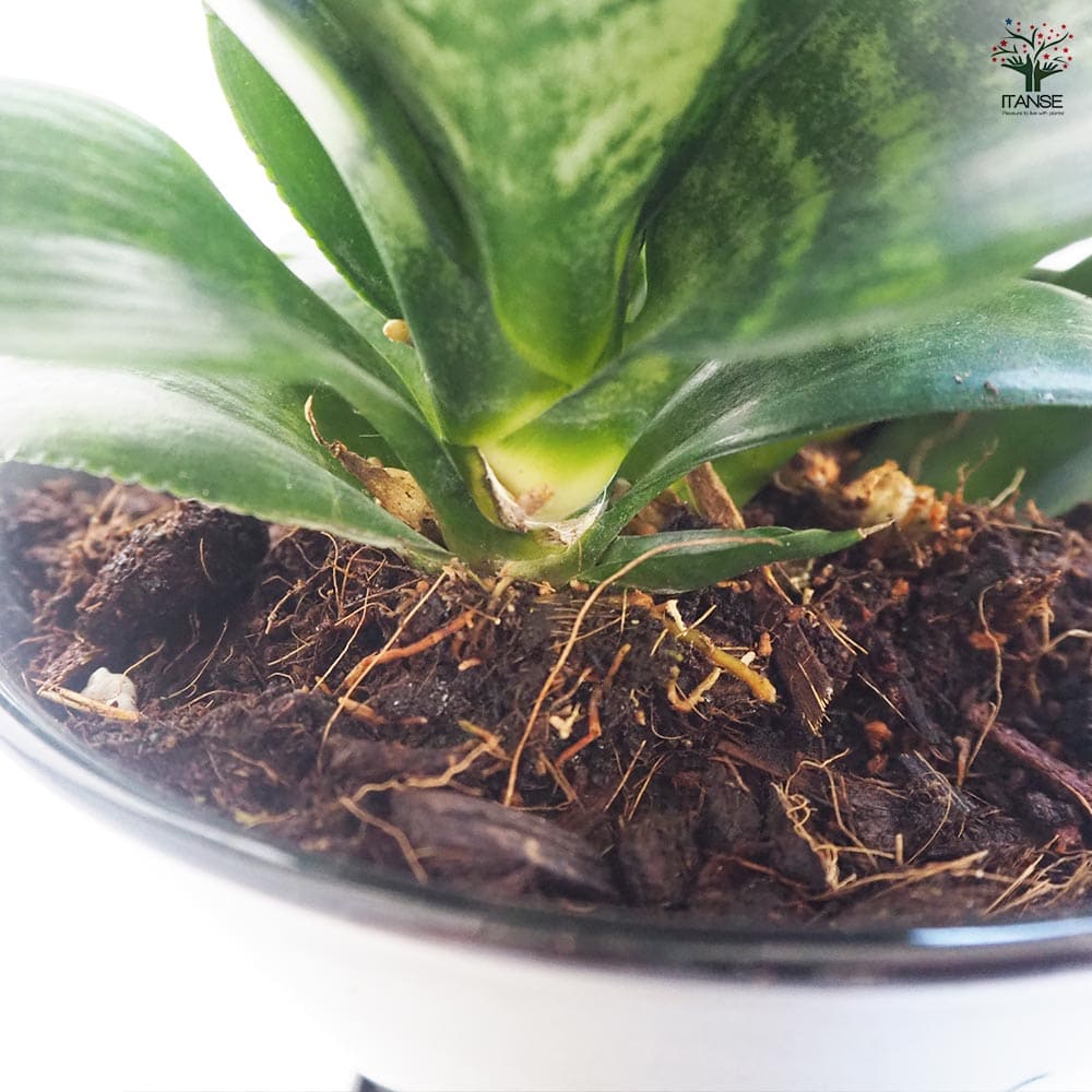 サンスベリア ハニー V型鉢 【観葉植物 5号】