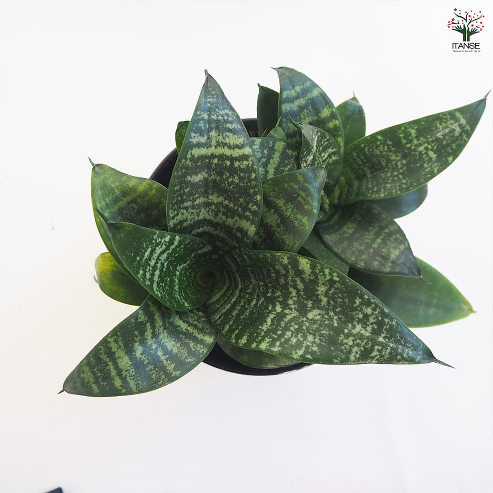 サンスベリア ハニー V型鉢 【観葉植物 5号】