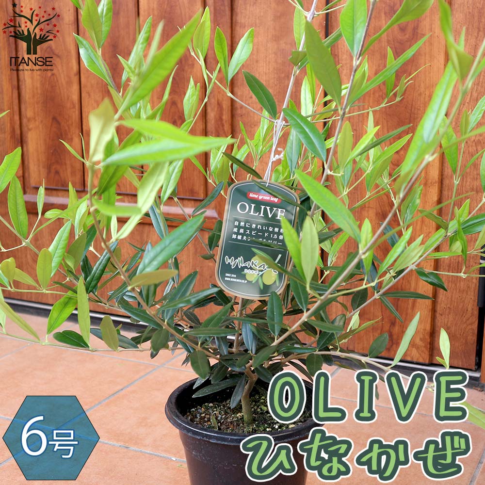オリーブの苗木 ひなかぜ【果樹の苗木 6号鉢／1個売り】