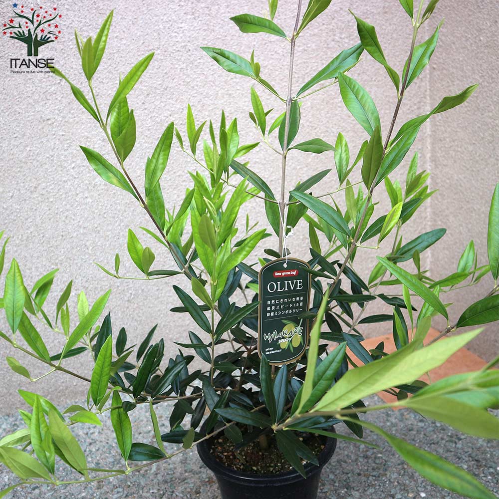 オリーブ ひなかぜ 8号 ☆樹高130cm！ そのまま庭に植えるだけ