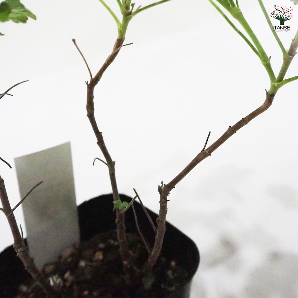 ゼラニウム オールドスパイス 【ハーブの苗 9cmポット】｜ 【植物の