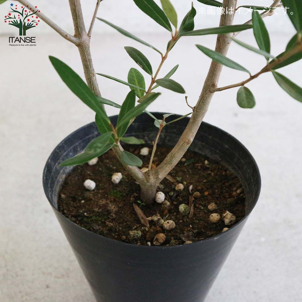 オリーブの苗木 ひなかぜ【果樹の苗木 6号鉢／1個売り】｜ 【植物の