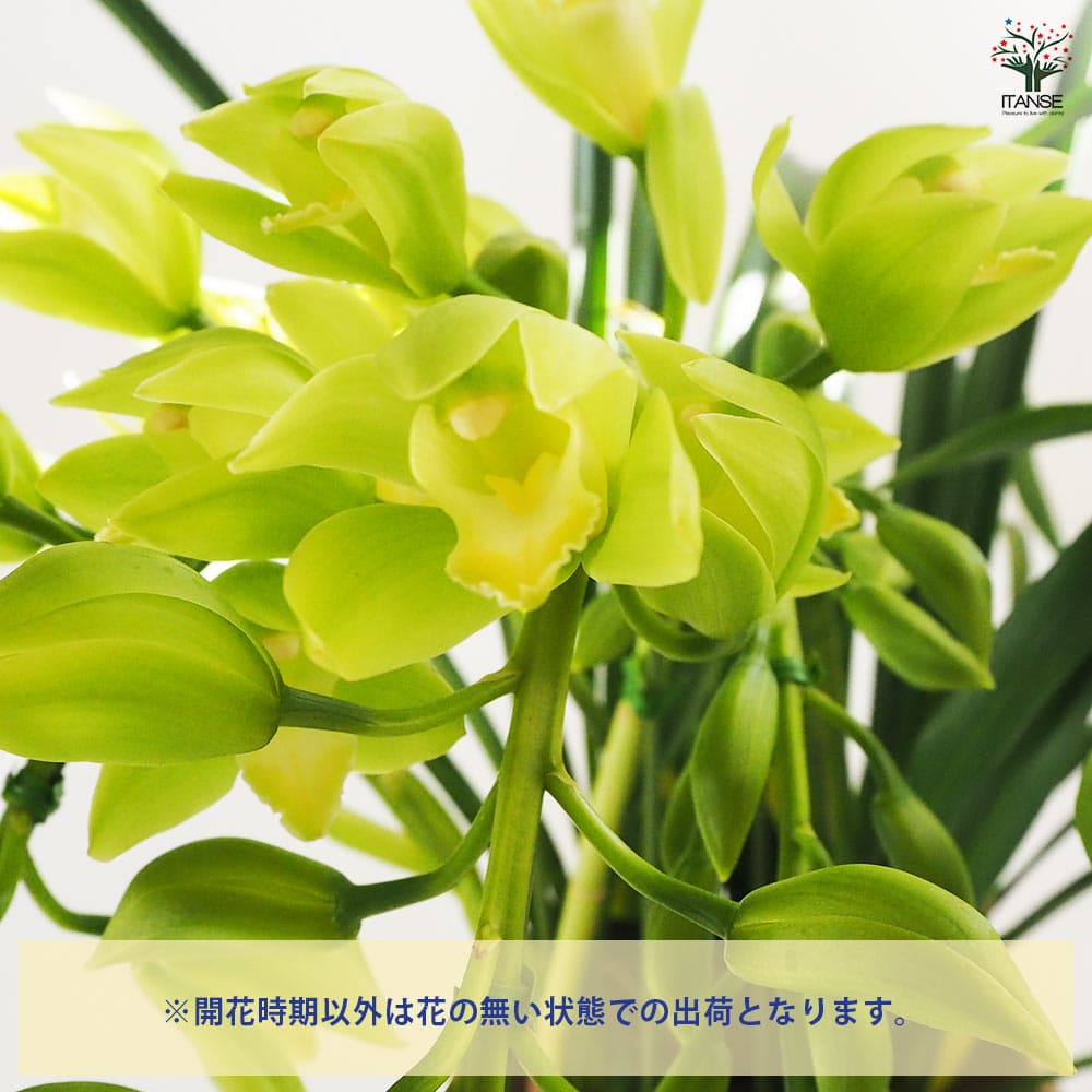 テーブルシンビジウム ラブリーソング スターダスト 【花苗 5号鉢／1個