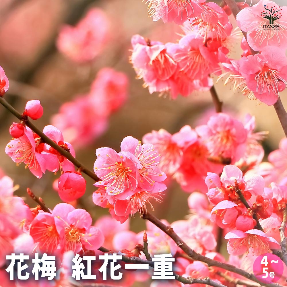 花梅の苗木 紅花一重 【花木苗 4号／1個売り】｜ 【植物のITANSE