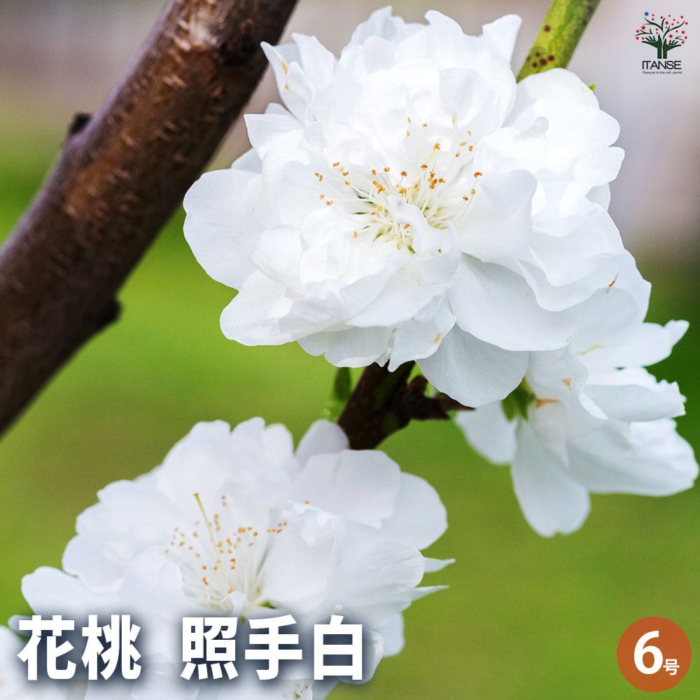 桃の節句記念樹 照手姫 花桃苗木 花桃の苗木 照手姫 紅 【花木苗 6号／1個売り】｜ 【植物の