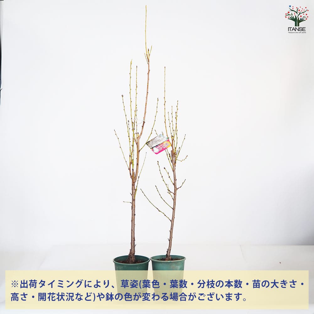 花桃の苗木 照手姫 白 【花木苗 6号／1個売り】｜ 【植物の