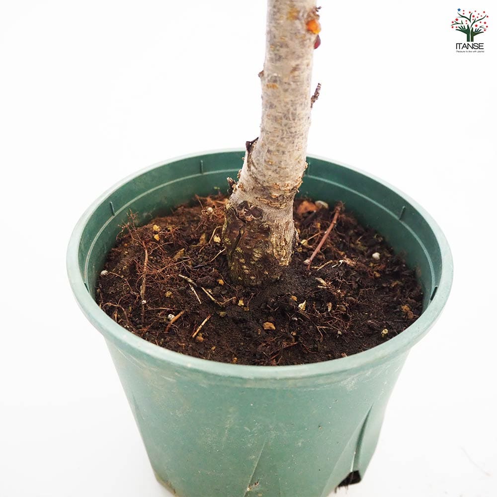 花桃の苗木 照手姫 白 【花木苗 6号／1個売り】｜ 【植物の