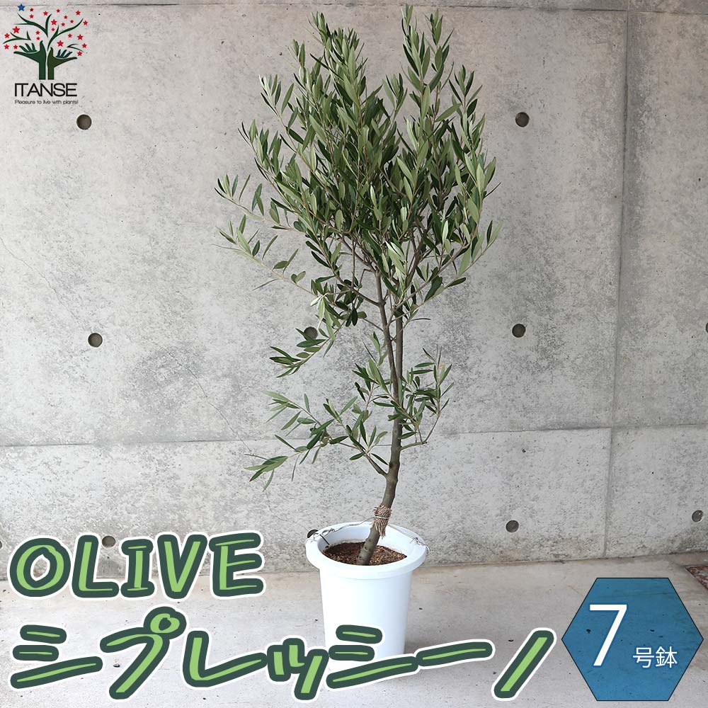 Itanse良品ｾﾚｸﾄ通販