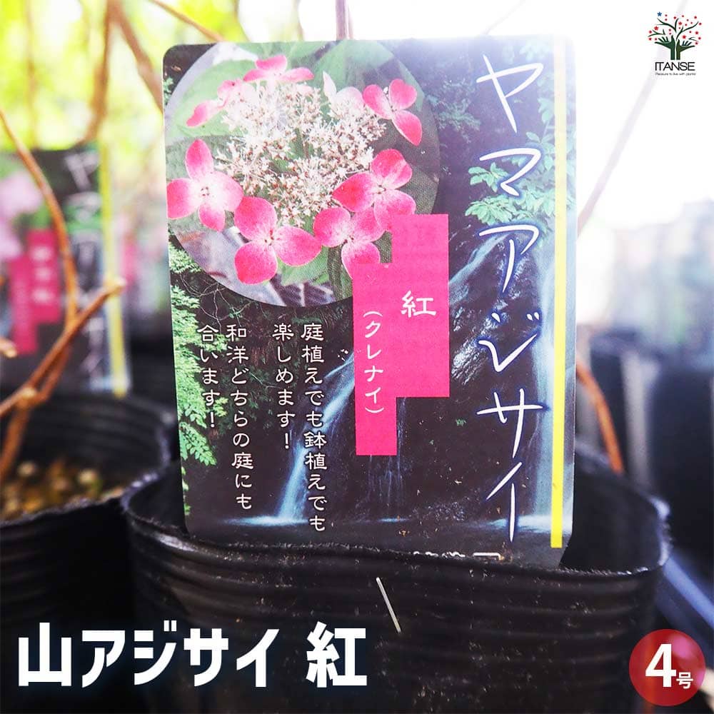 山アジサイ 紅 【花木苗 4号】｜ 【植物のITANSE】全品送料無料