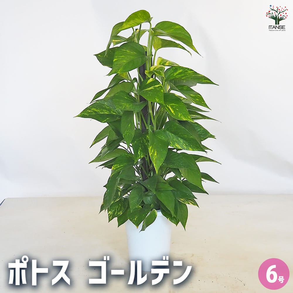 ポトス ゴールデン ヘゴ仕立て 【観葉植物 6号／1個売り】｜ 【植物の
