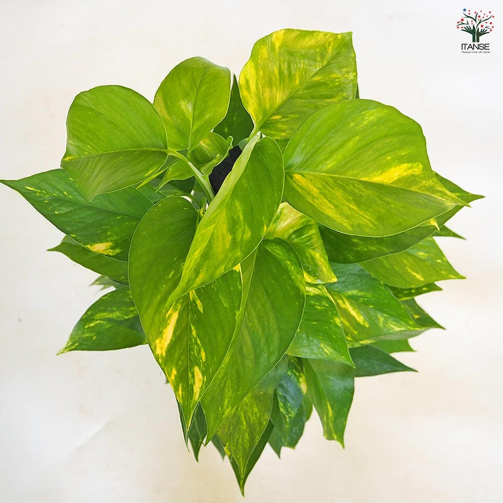 ポトス ゴールデン ヘゴ仕立て 【観葉植物 6号／1個売り】｜ 【植物の