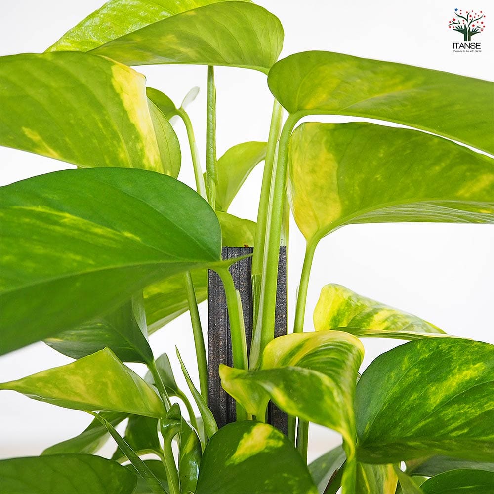 ポトス ゴールデン ヘゴ仕立て 【観葉植物 6号／1個売り】｜ 【植物の