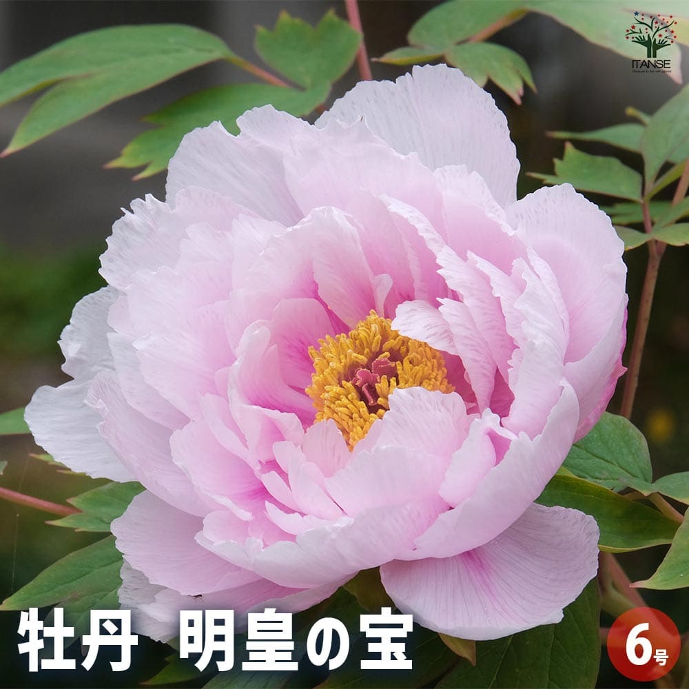 牡丹 明皇の宝 【花苗 6号／1個売り】｜ 【植物のITANSE