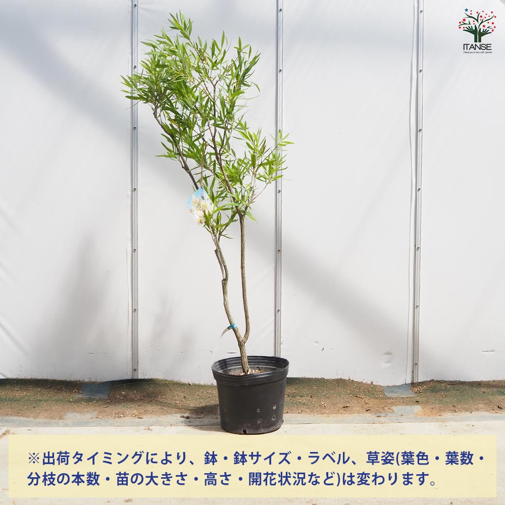 カリステモン ウィルダネスホワイト 【花木苗 8号／1個売り】｜ 【植物