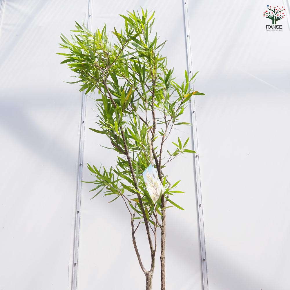 カリステモン ウィルダネスホワイト 【花木苗 8号／1個売り】｜ 【植物