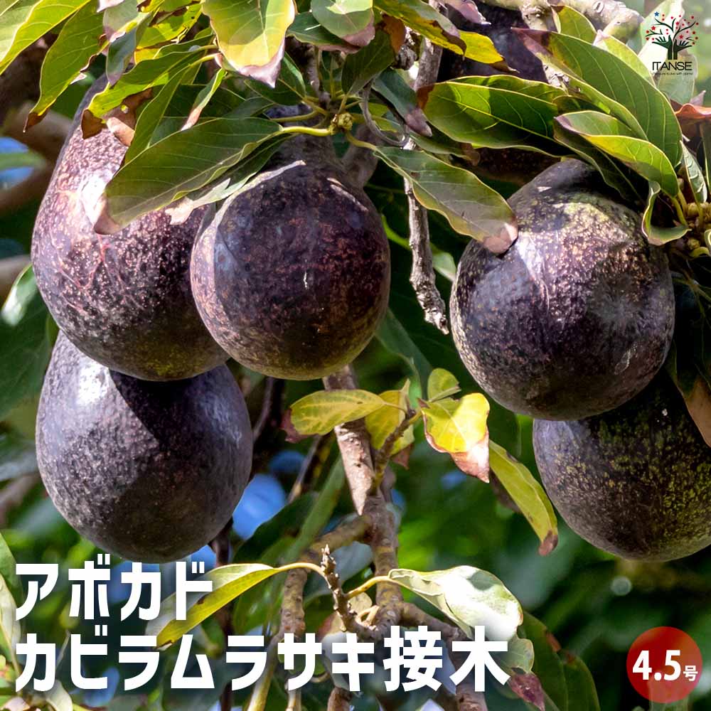 アボカド カビラムラサキ 【果樹の苗木 4.5号／1個売り】｜ 【植物の