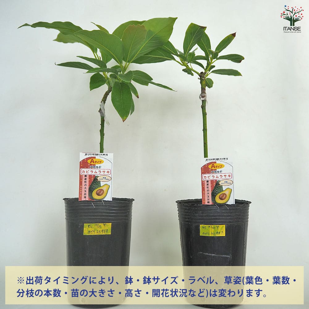 アボカド 苗木 鉢植え 観葉植物 果樹 アボカド カビラムラサキ 【果樹の苗木 4.5号／1個売り】｜ 【植物の