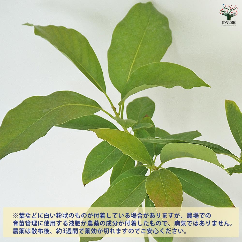 アボカド カビラムラサキ 【果樹の苗木 4.5号／1個売り】｜ 【植物の