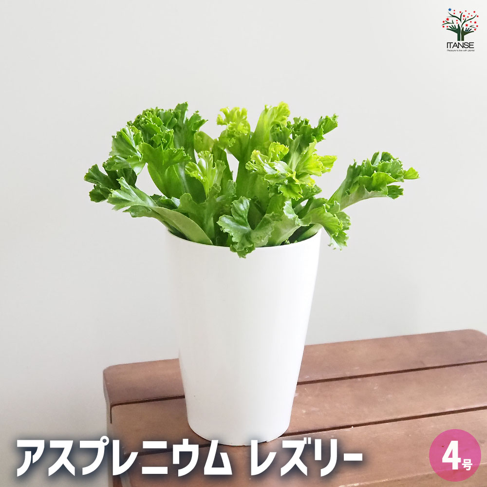 アスプレニウム レズリー 【観葉植物 4号】｜ 【植物のITANSE