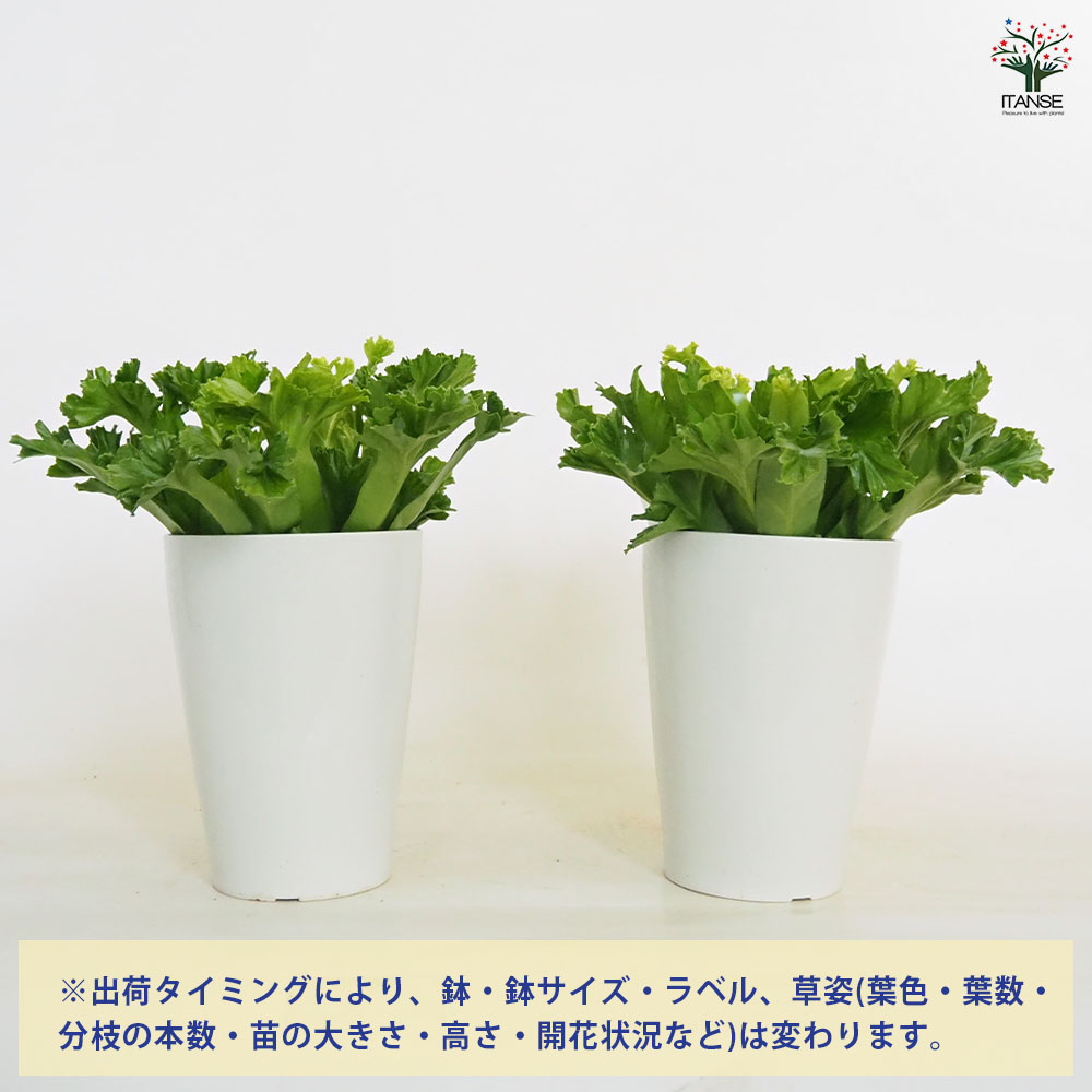 アスプレニウム レズリー 【観葉植物 4号】｜ 【植物のITANSE