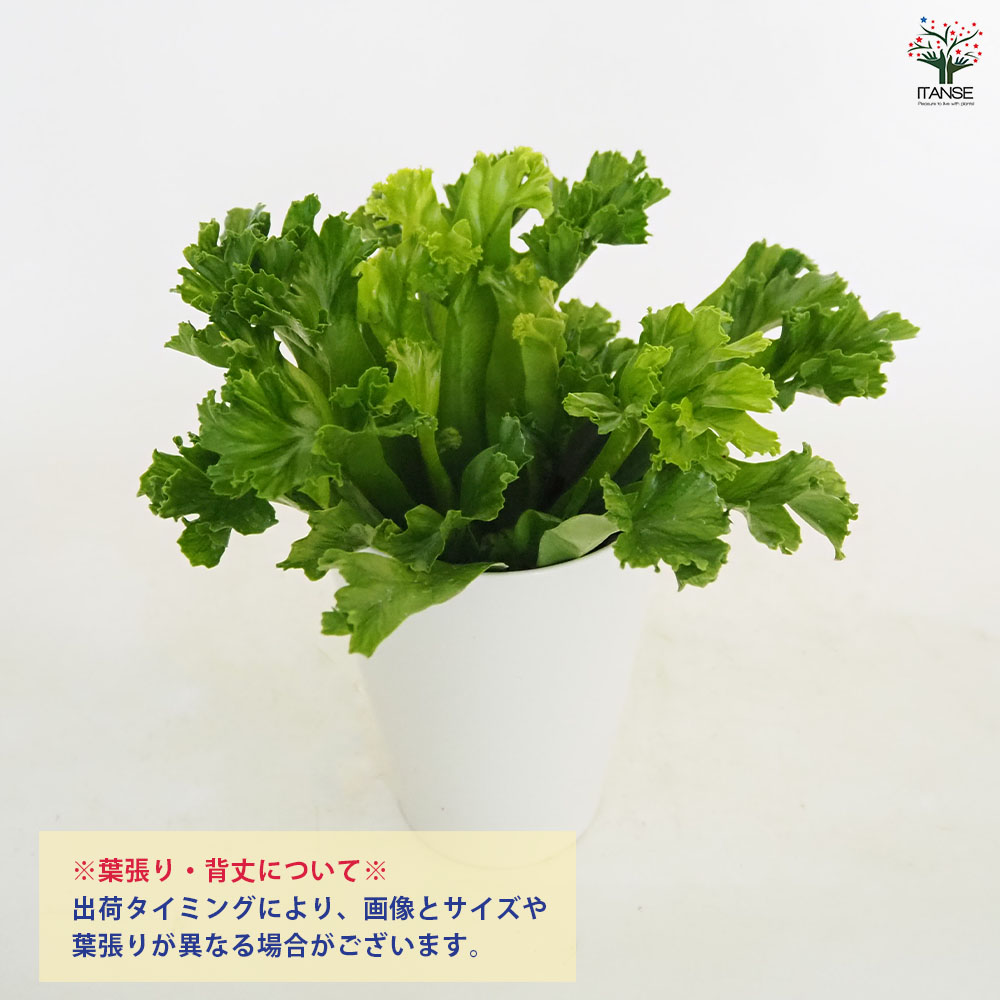 アスプレニウム レズリー 【観葉植物 4号】｜ 【植物のITANSE