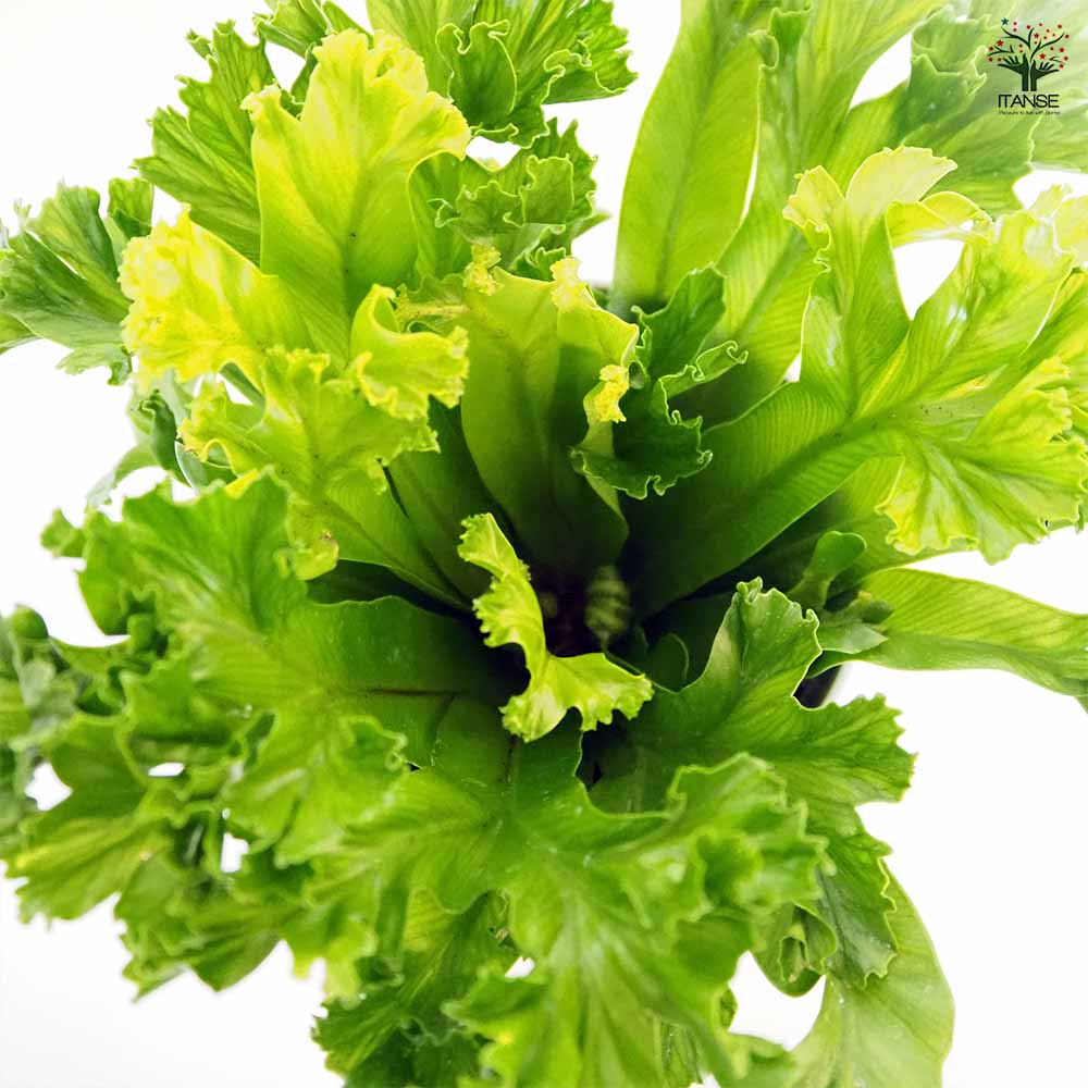 アスプレニウム レズリー 【観葉植物 4号】｜ 【植物のITANSE
