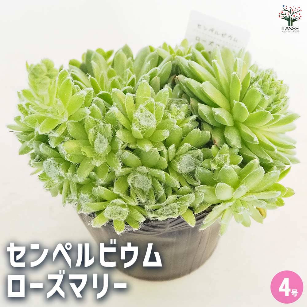 中型多肉植物 緑と赤のグラデーション*2 中型 多肉植物 緑と赤のグラデーション*2 紅葉が彩り鮮やかな