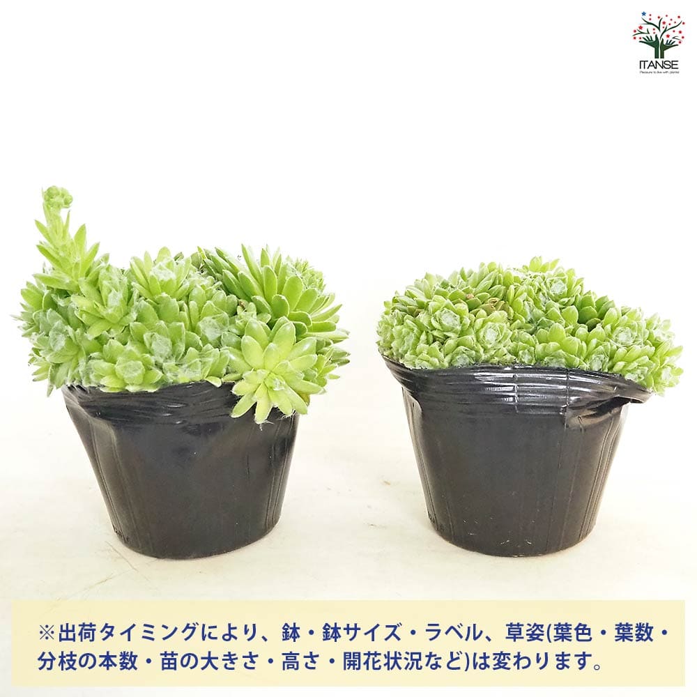 多肉植物 緑と赤のグラデーション 中型*3 サボテンのおすすめ13