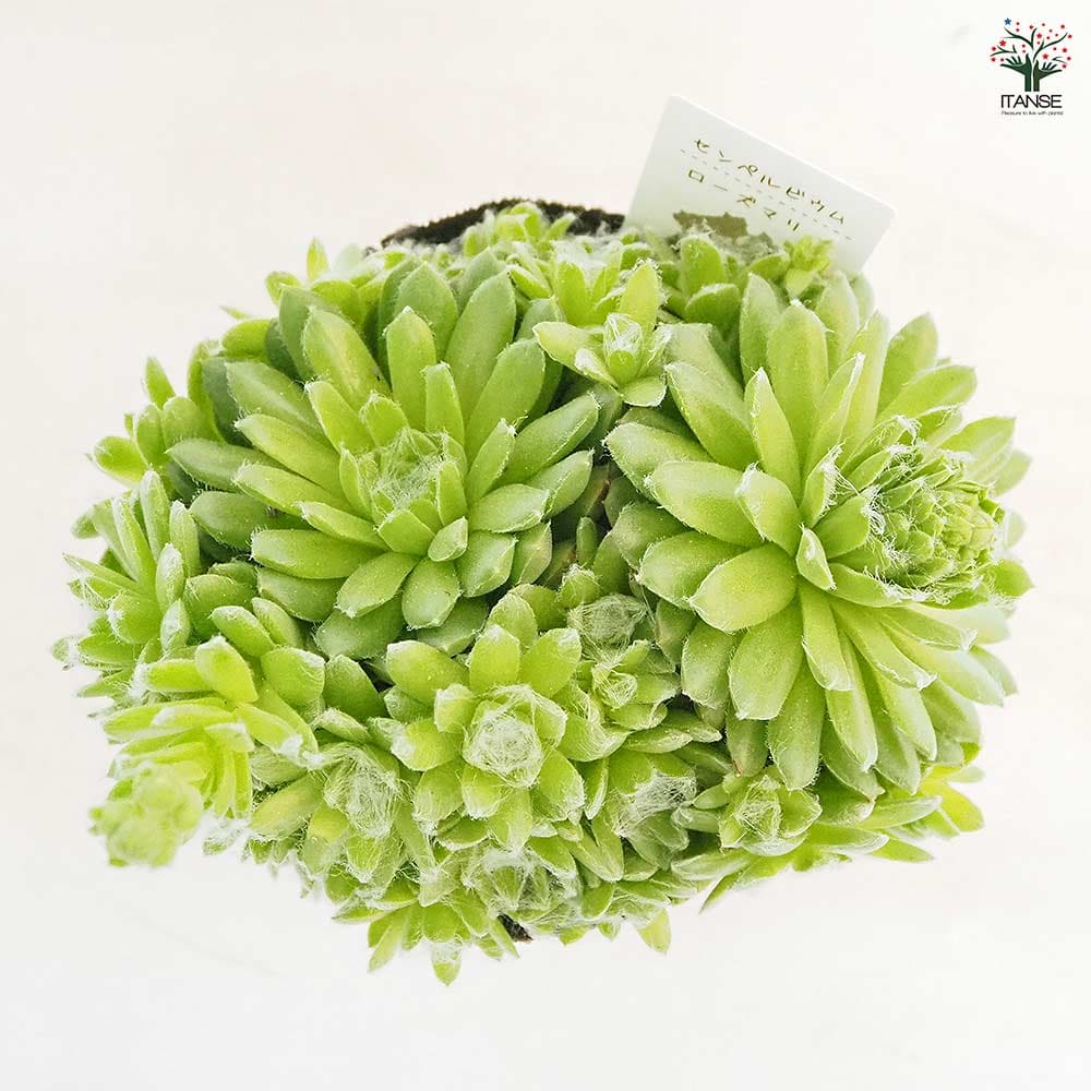 センペルビウム ローズマリー 【多肉植物 4号／1個売り】｜ 【植物の