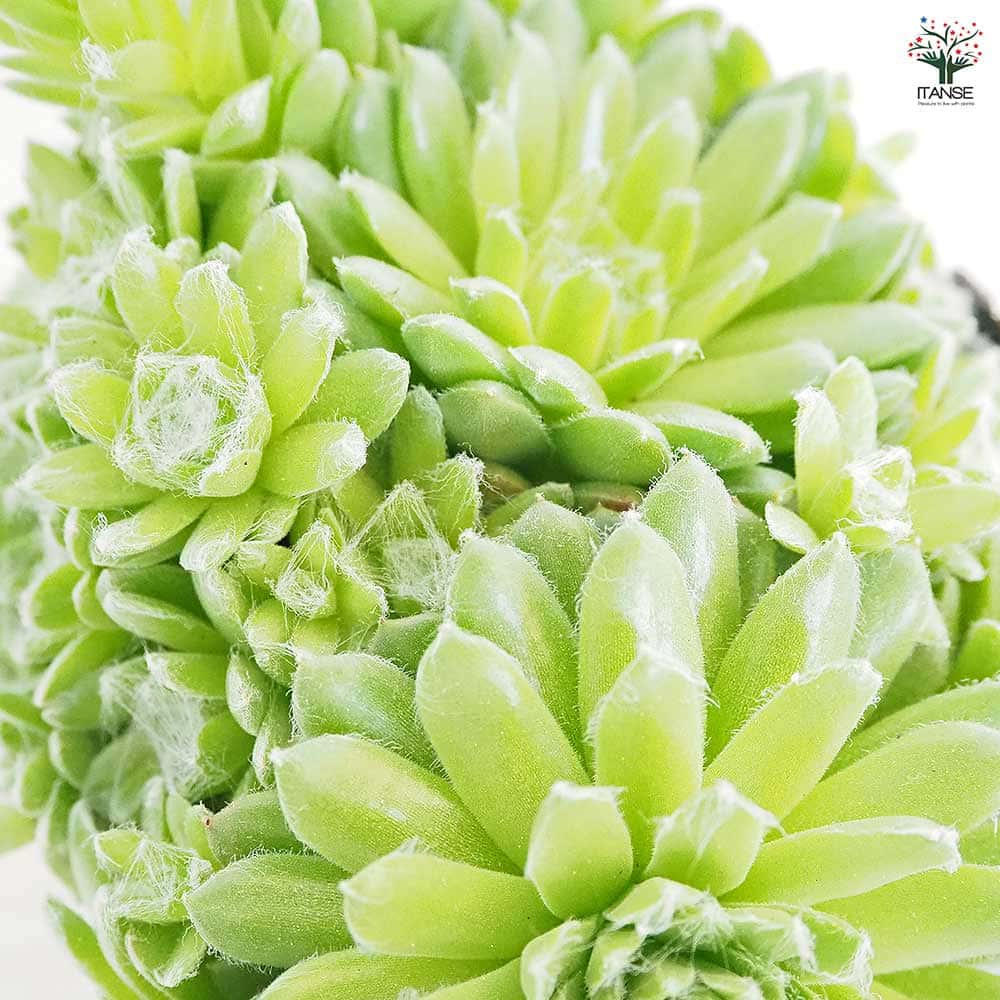 センペルビウム パシフィックグリーンローズ パシフィックグリーン