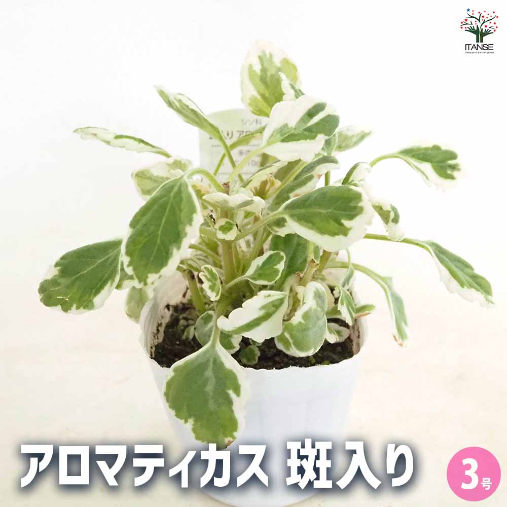 アロマティカス 斑入り 【ハーブの苗 3号】｜ 【植物のITANSE
